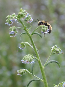 Hackelia floribunda